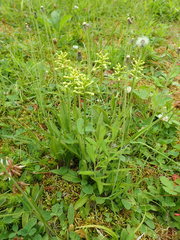 Platanthera clavellata image