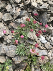 Ranunculus glacialis