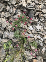 Ranunculus glacialis