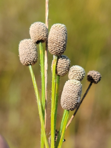 Image of Paepalanthus minor by (c) Jay Horn, some rights reserved (CC BY)