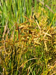 Cyperus lecontei