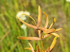 Cyperus lecontei