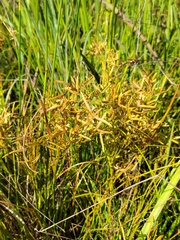 Cyperus lecontei