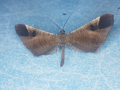 Macrosoma majormacula