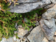 Selaginella sibirica