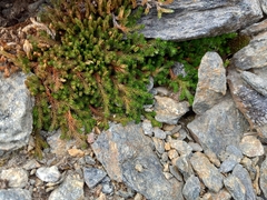 Selaginella sibirica