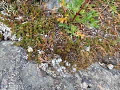 Selaginella sibirica