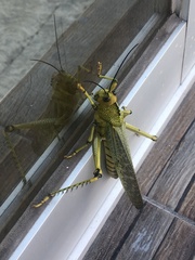 Tropidacris cristata