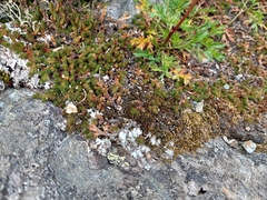 Selaginella sibirica