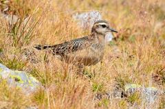 Charadrius morinellus