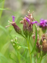 Vernonia lettermannii