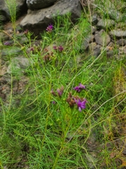 Vernonia lettermannii