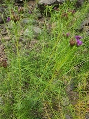 Vernonia lettermannii