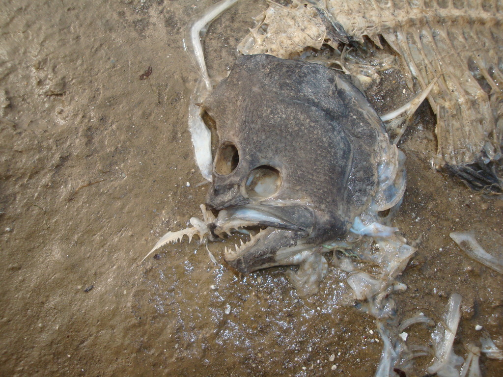 Brazilian Flounder