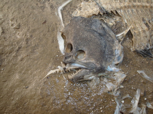 Paralichthys orbignyanus