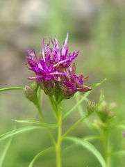 Vernonia lettermannii