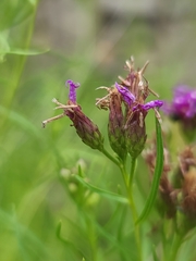 Vernonia lettermannii