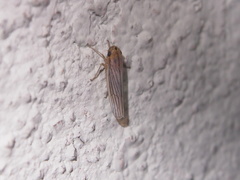 Cofana