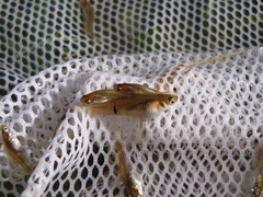 Phalloceros caudimaculatus