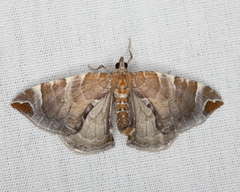 Eulithis molliculata