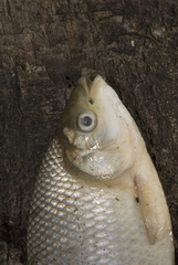 Prochilodus lineatus