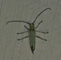 Saperda calcarata