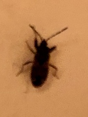 Megalonotus sabulicola