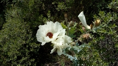 Argemone platyceras