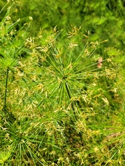 Cyperus prolifer
