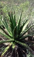Agave kerchovei