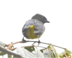 Bangsia melanochlamys