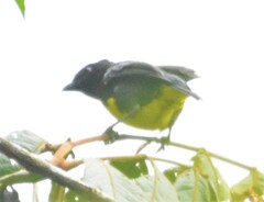 Bangsia melanochlamys