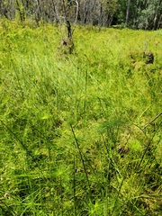 Cyperus prolifer