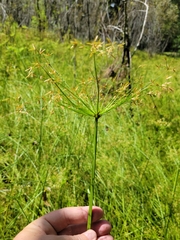 Cyperus prolifer