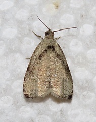 Olethreutes exoletum