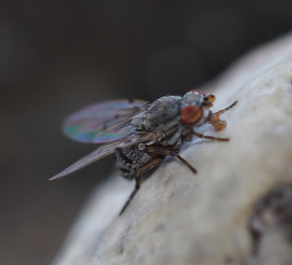 Odinia boletina