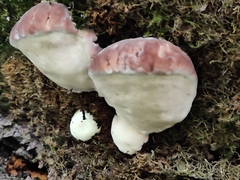 Fomitopsidaceae