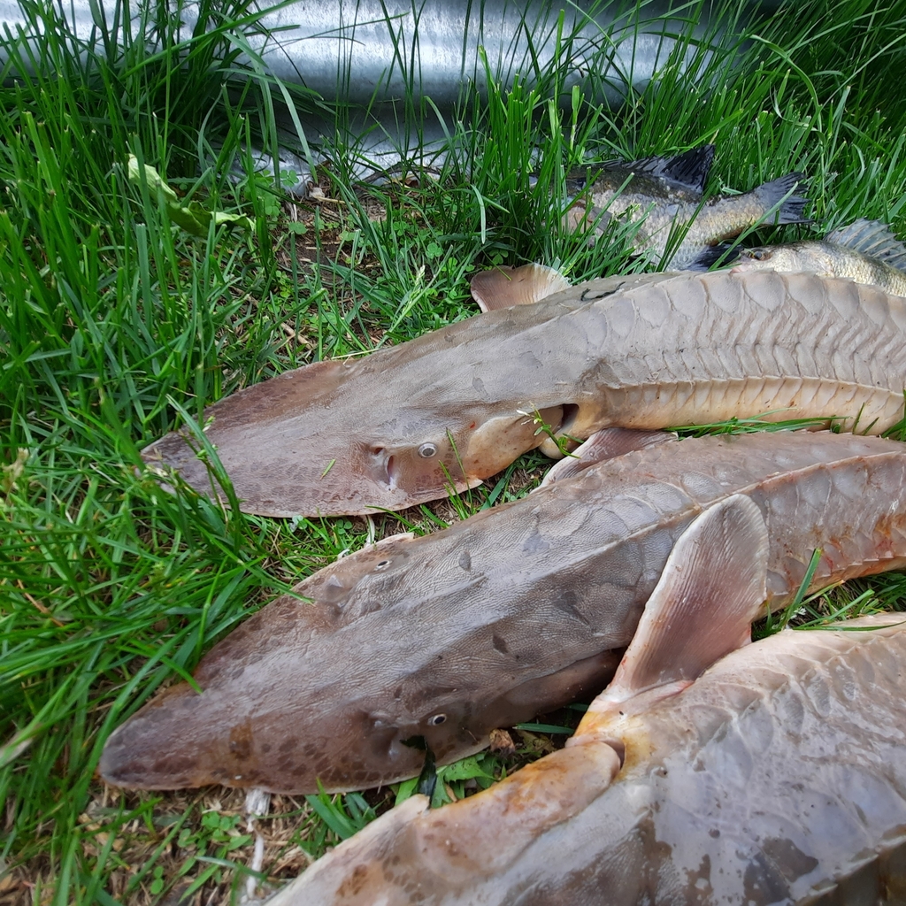 Shovelnose Sturgeon from Jefferson Township, MN, USA on June 23, 2022
