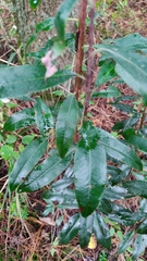 Comarostaphylis