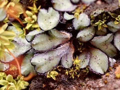 Riccia inflexa