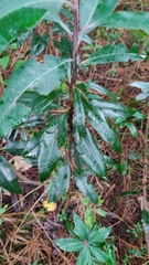 Comarostaphylis