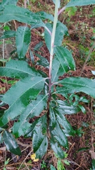 Comarostaphylis