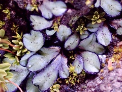 Riccia inflexa