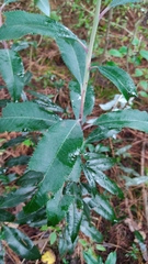 Comarostaphylis