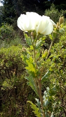 Argemone platyceras