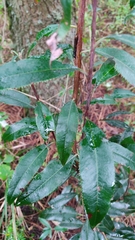 Comarostaphylis