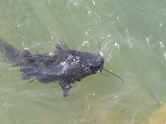 Steindachneridion melanodermatum