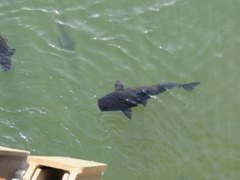 Steindachneridion melanodermatum