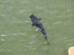 Steindachneridion melanodermatum