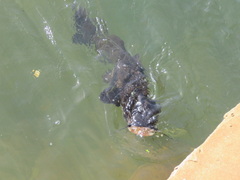 Steindachneridion melanodermatum